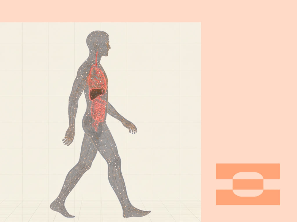 Digital anatomical visualization of human body walking, symbolizing biomechanics, motion analysis, and performance optimization in IAMBIC precision-fit design